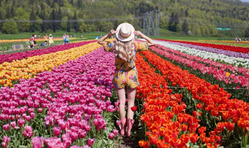 TULIP FESTIVAL IN ABBOTSFORD, BRITISH COLUMBIA, CANADA - Tourism Abbotsford