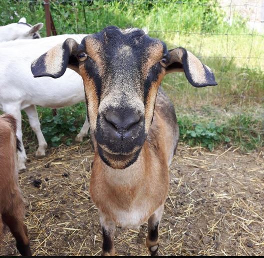 Goats Pride Dairy Farm Walk Thru Tourism Abbotsford 