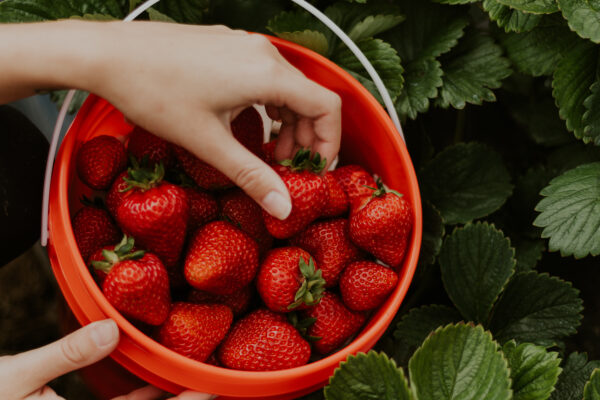 2020_StrawberryUPick-Bucket_Camille-Joel-18