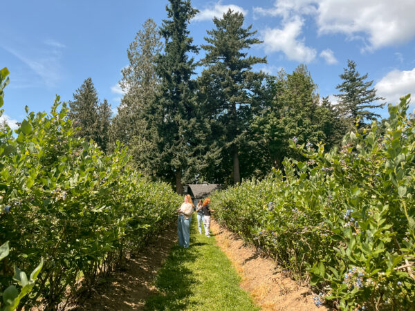 Willems Berry Farm-109