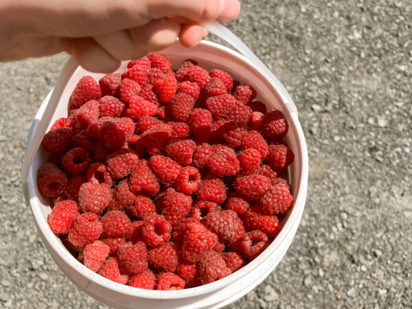 Willems Berry Farm-14-2
