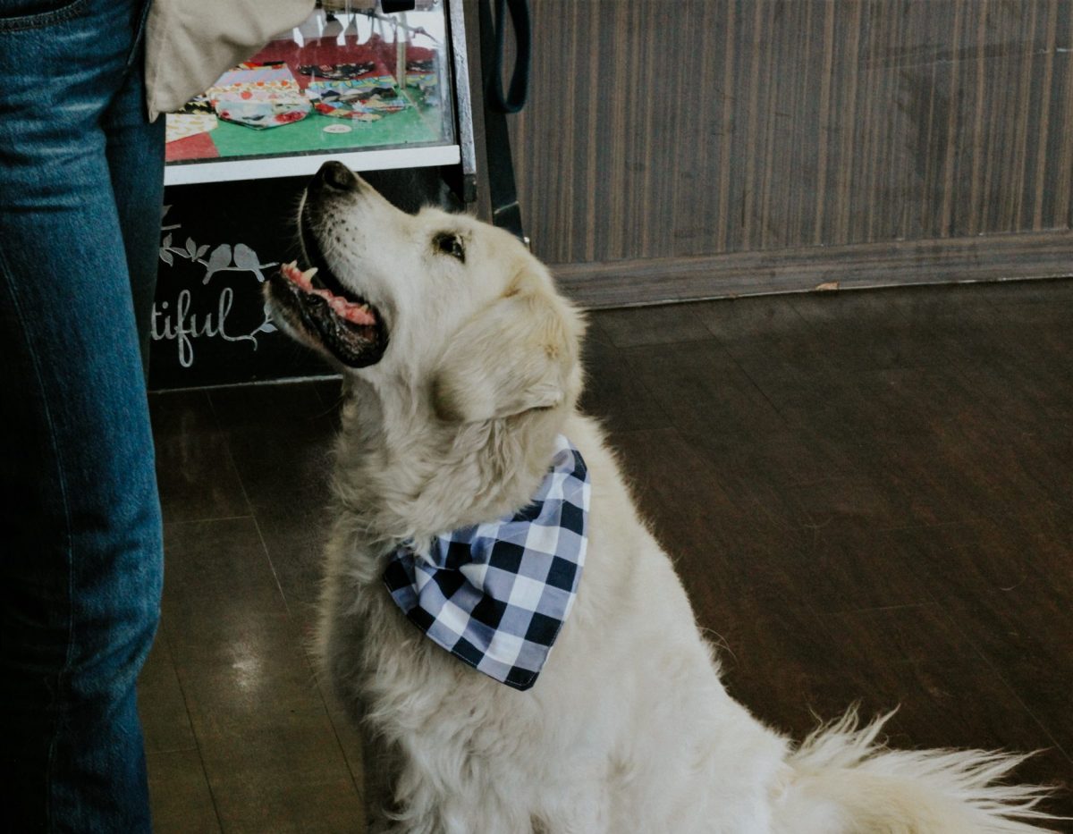 Dog Friendly Places in Abbotsford Tourism Abbotsford