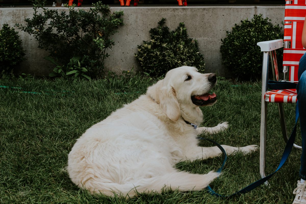 Dog Friendly Places in Abbotsford Tourism Abbotsford