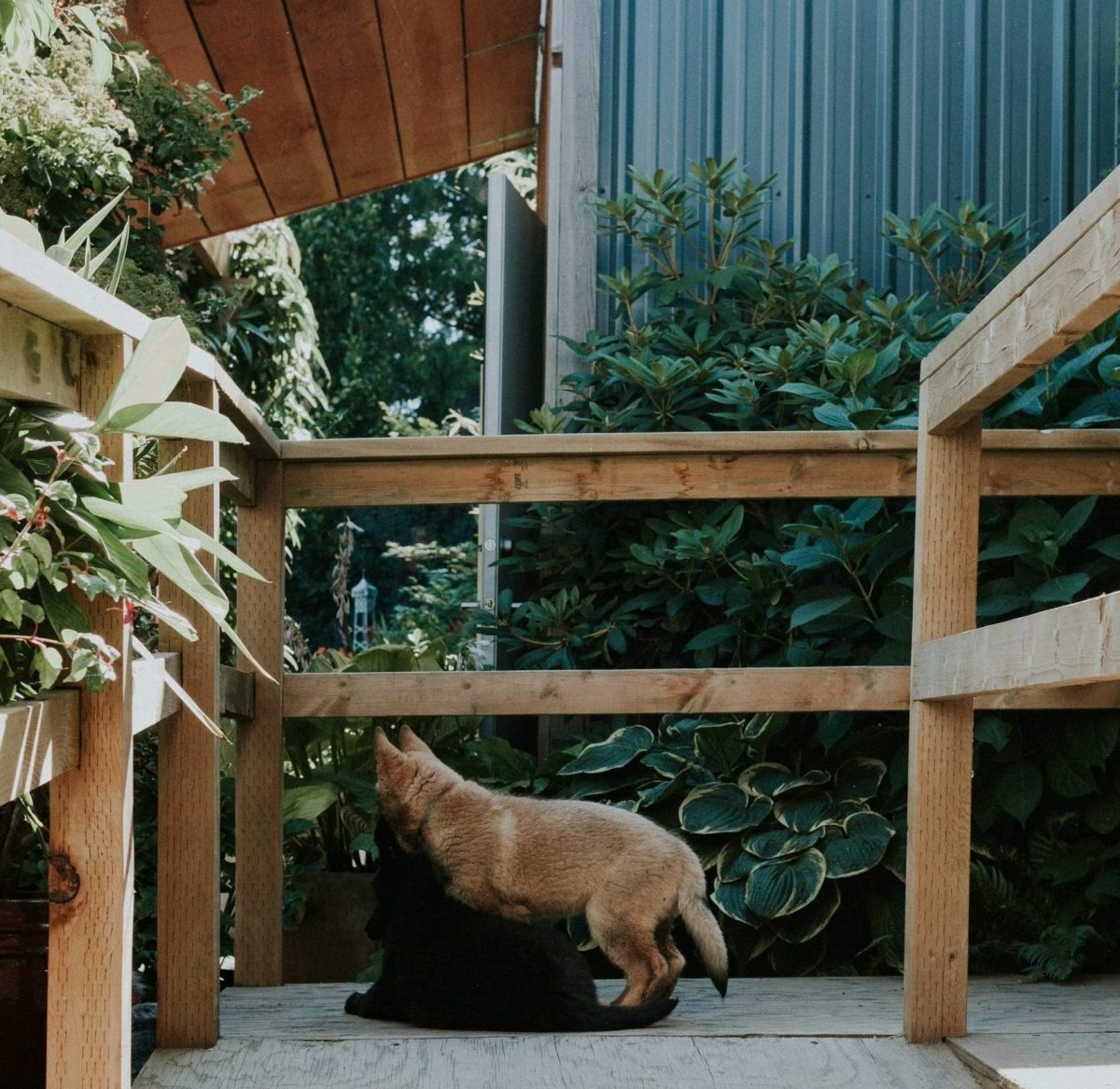 Dog Friendly Places in Abbotsford Tourism Abbotsford