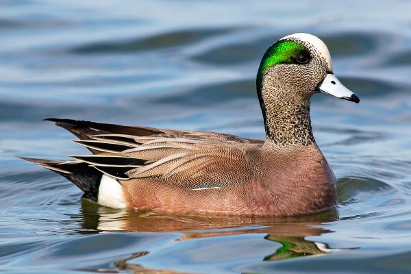American Wigeon-2