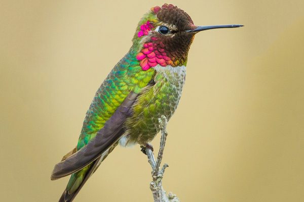 Anna’s Hummingbird-2