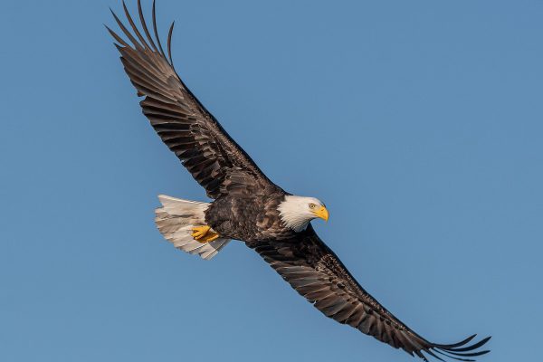 Bald Eagle