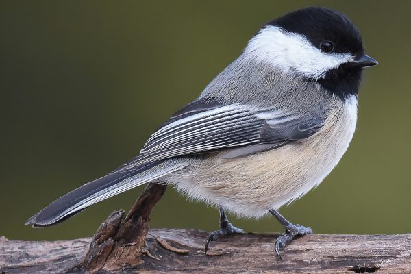 Black-Capped Chickadee