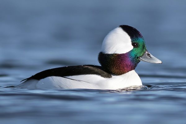 Bufflehead