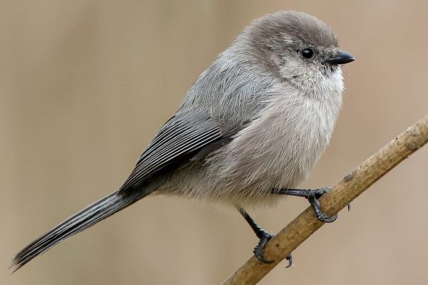 Bushtit