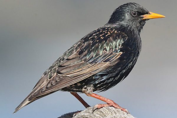 European Starling