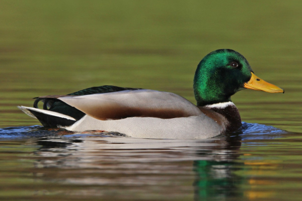 Mallard