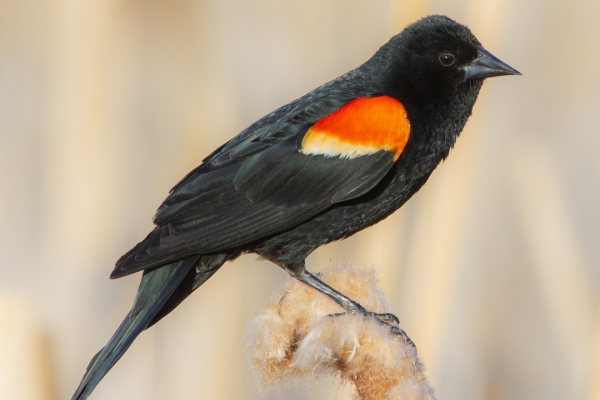 Red-Winged Blackbird