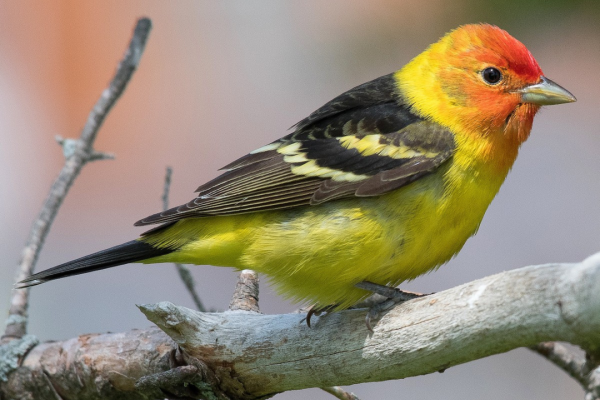 Western Tanager