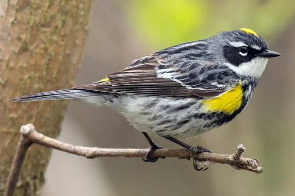 Yellow-Rumped Warbler