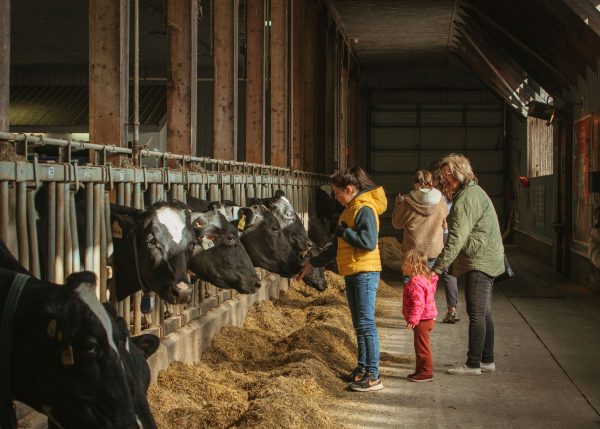 A family stands inside a barn feeding a row of curious dairy cows, with warm sunlight streaming through the wooden beams.