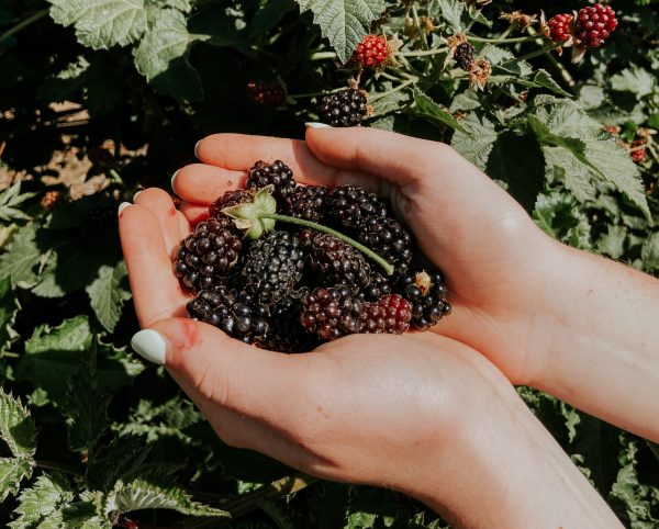 Bumbleberry Farms-50