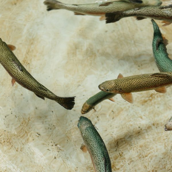 CFT_FVTroutHatchery_18