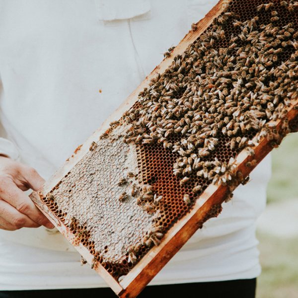 FVT-CAMPBELLS-GOLD-LR-21